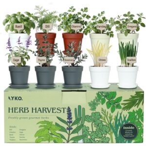 10套室内香草花园套装，33件套完整的厨房香草入门套装  -50%
